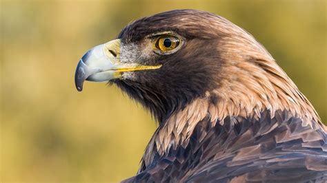 Aigle 